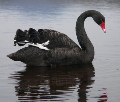 Black Swan, Ugly Duckling, Golden Goose